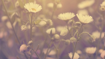 shutterstock_170101418