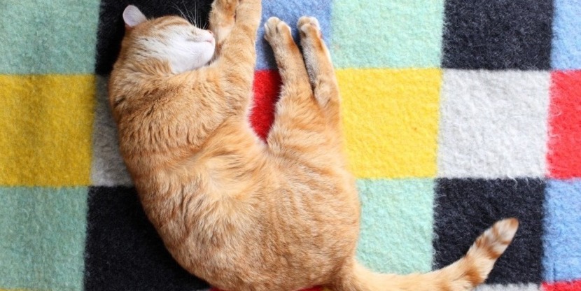 stocksy_txp1d492eb5rmk000_original_641c715conv